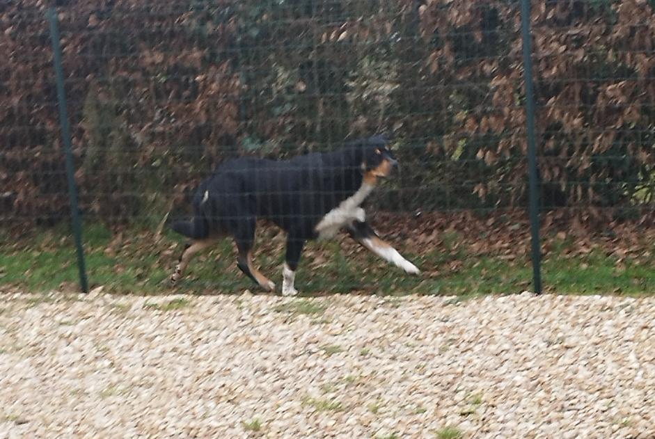 Alerta de Hallazgo Perro Desconocido Rueil-la-Gadelière Francia