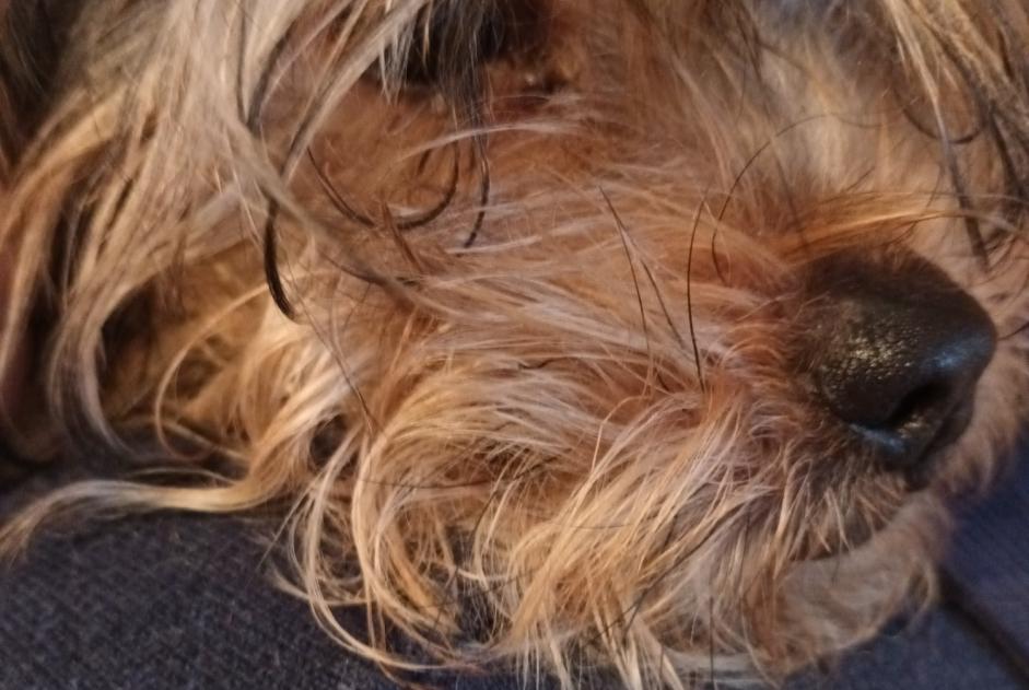 Alerta de Hallazgo Perro  Hembra Bernissart Bélgica