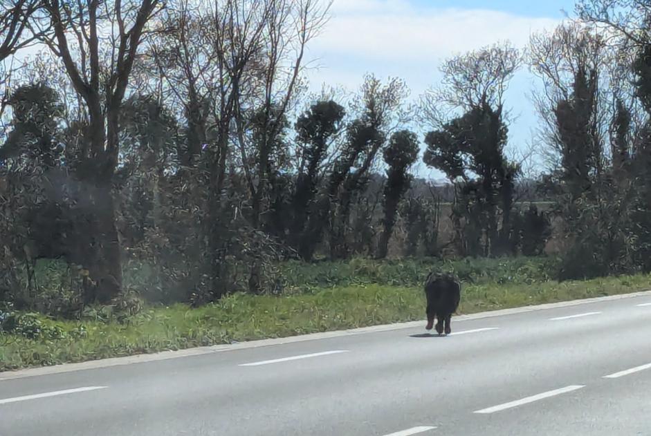 Alerta de Hallazgo Perro  Desconocido Villedoux Francia