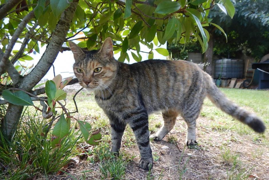 Alerte Disparition Chat  Femelle , 17 ans Lagnieu France