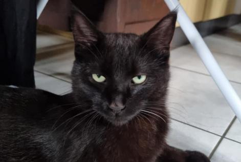 Alerte Disparition Chat  Mâle , 4 ans Grono Suisse