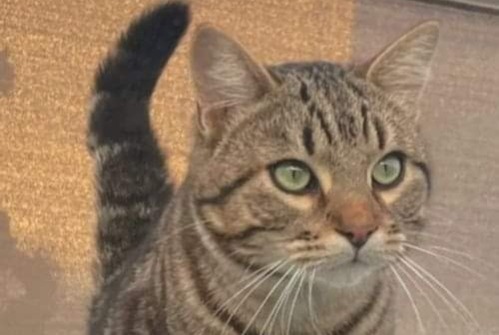 Alerte Disparition Chat Mâle , 4 ans Sète France