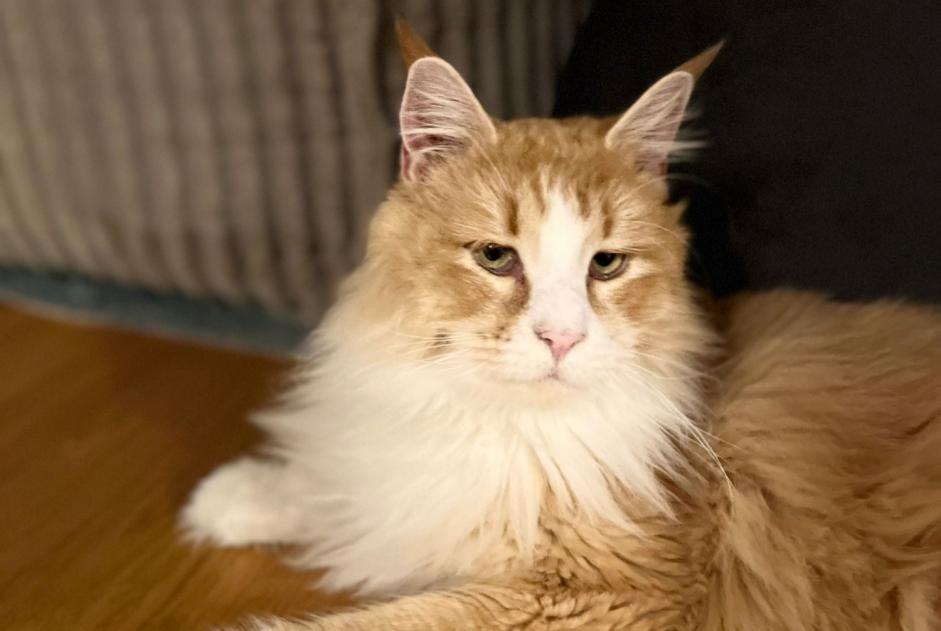 Alerte Disparition Chat  Mâle , 3 ans Burgdorf Suisse