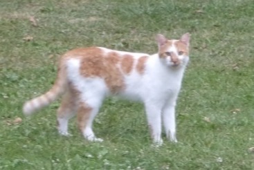 Alerte Disparition Chat  Mâle , 4 ans Auray France