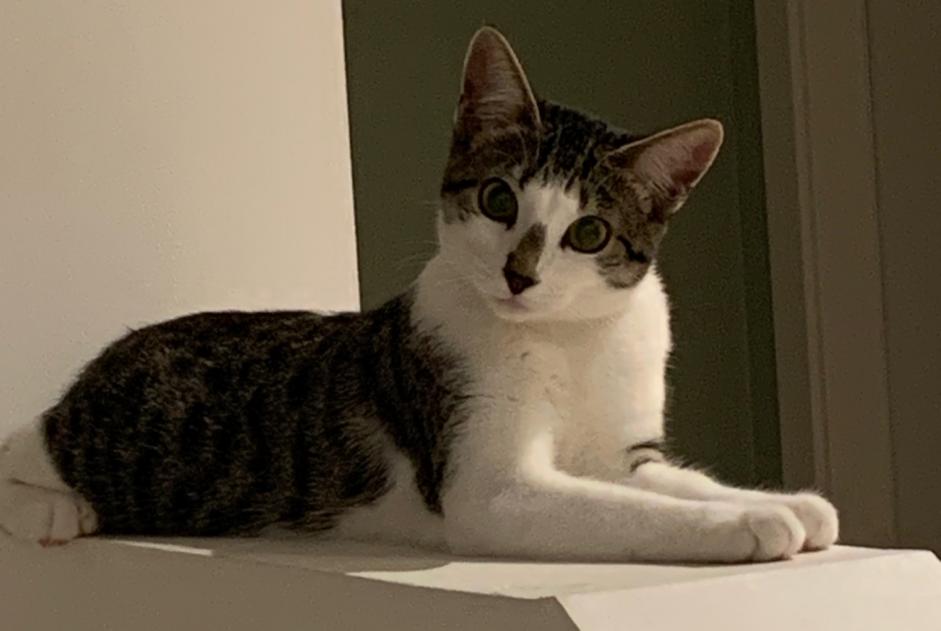 Alerte Disparition Chat Femelle , 1 ans Holtzheim France