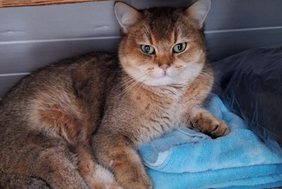 Alerte Disparition Chat  Mâle , 4 ans Jodoigne Belgique