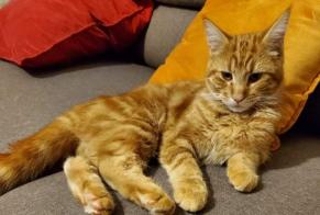 Alerte Disparition Chat Mâle , 2 ans Troyes France