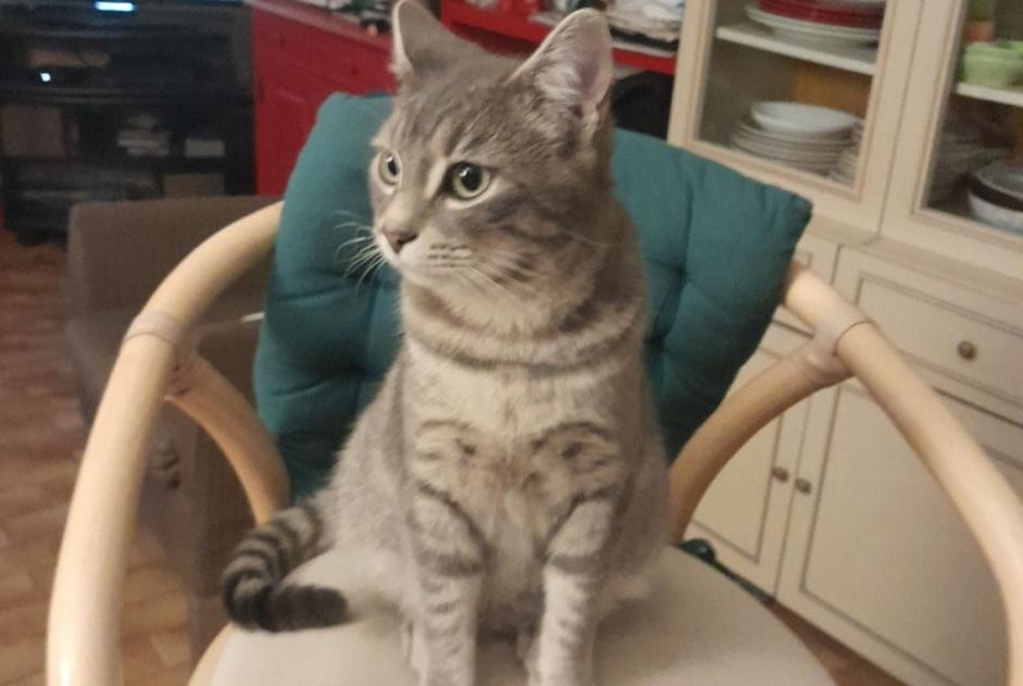 Alerte Disparition Chat Mâle , 2 ans Saint-Sulpice-de-Royan France