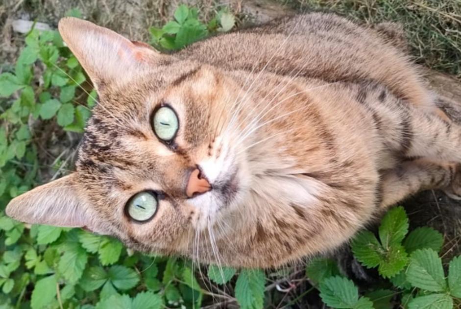 Alerte Disparition Chat  Femelle , 6 ans La Chartre-sur-le-Loir France