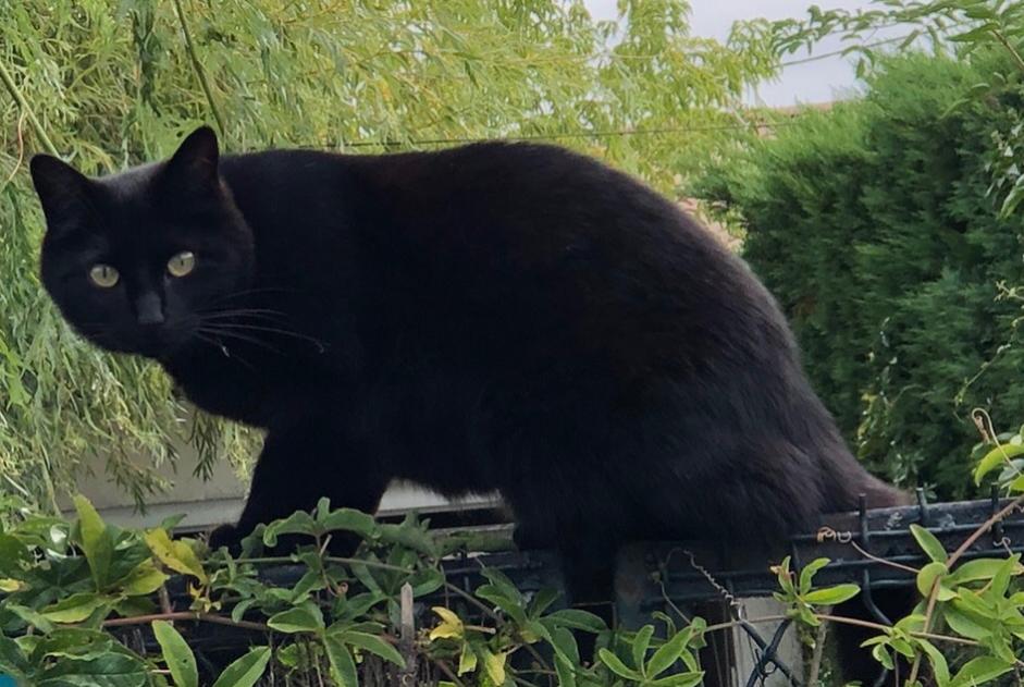 Alerte Disparition Chat Femelle , 6 ans Saint-Médard-en-Jalles France