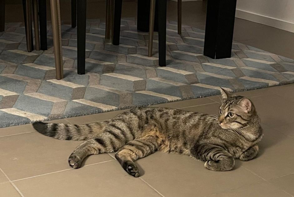 Alerte Disparition Chat Mâle , 1 ans Chavannes-des-Bois Suisse