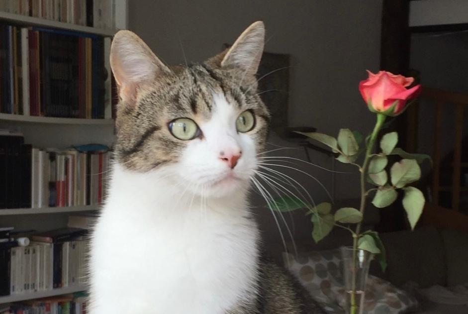 Alerte Disparition Chat Mâle , 7 ans Fribourg Suisse