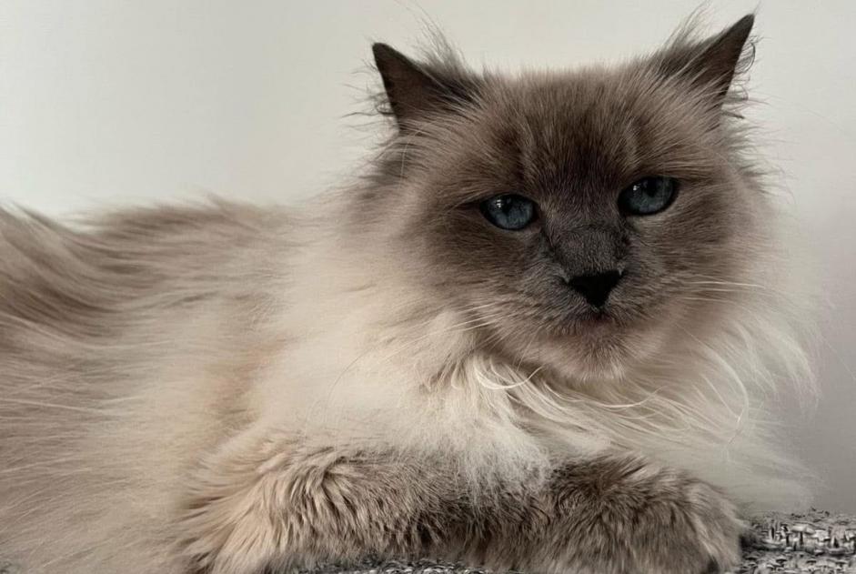 Alerte Disparition Chat  Femelle , 8 ans Herstal Belgique