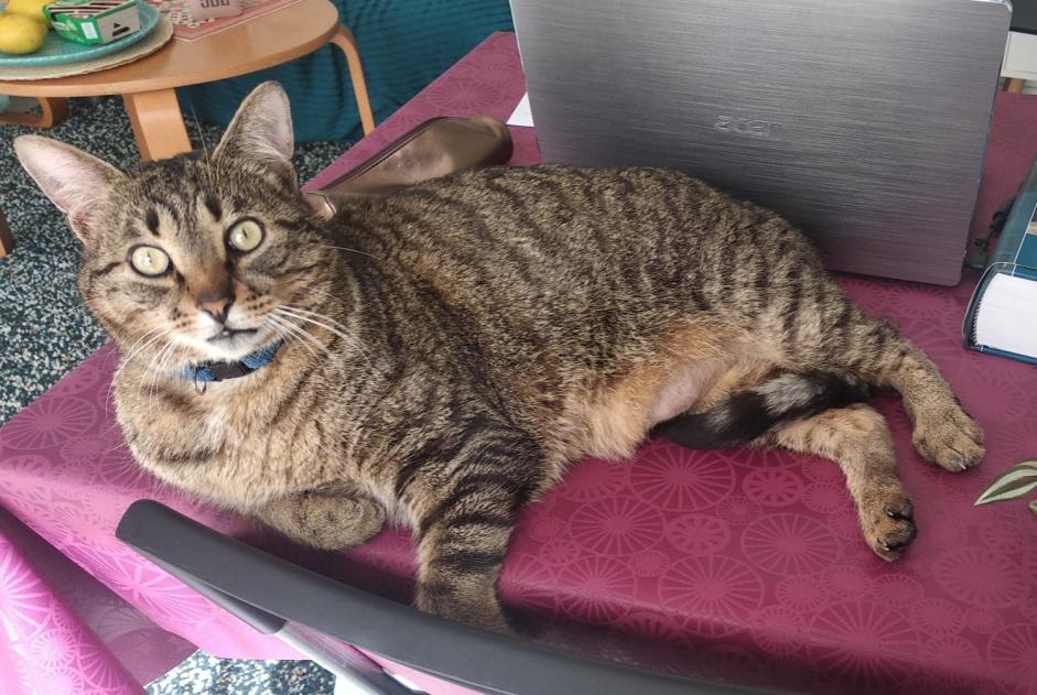 Alerte Disparition Chat Mâle , 10 ans Nantes France