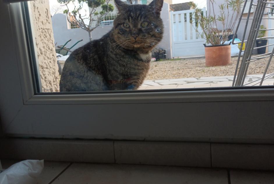 Alerte Découverte Chat Inconnu Narbonne France