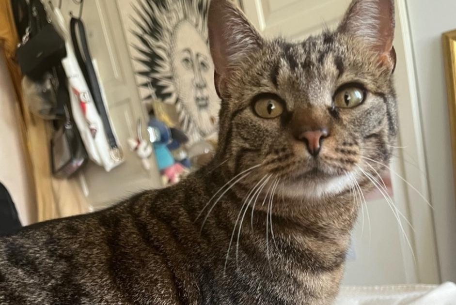 Alerte Découverte Chat  Mâle Yverdon-les-Bains Suisse