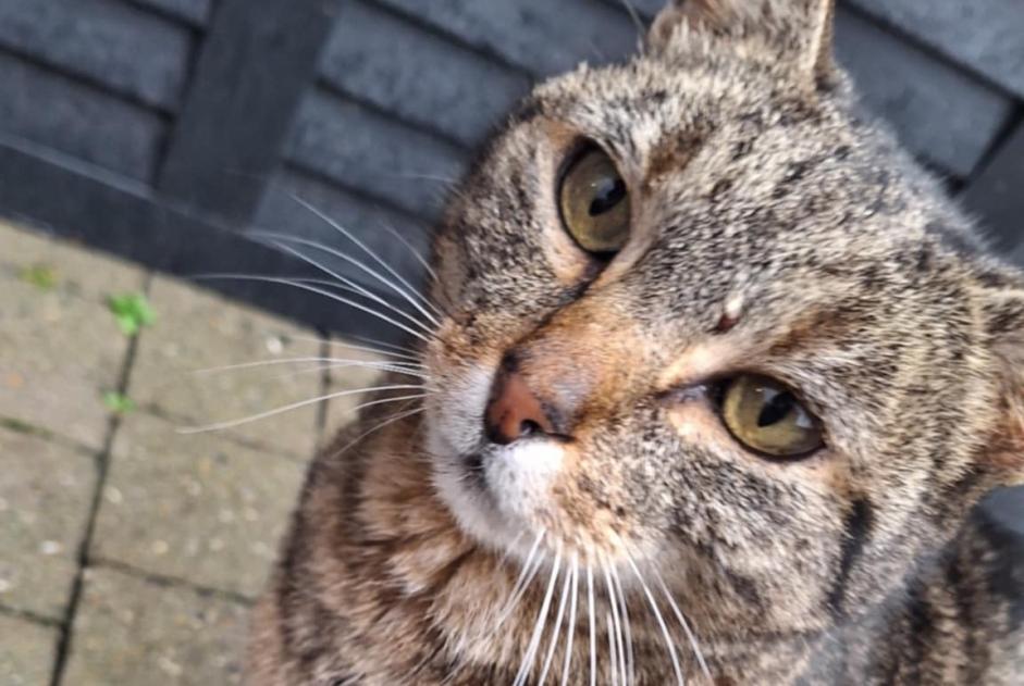 Alerte Découverte Chat Femelle , 5 ans Boussu Belgique