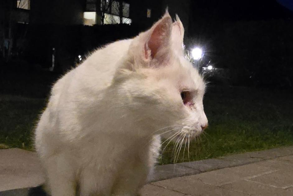 Alerte Découverte Chat Femelle Martigny Suisse