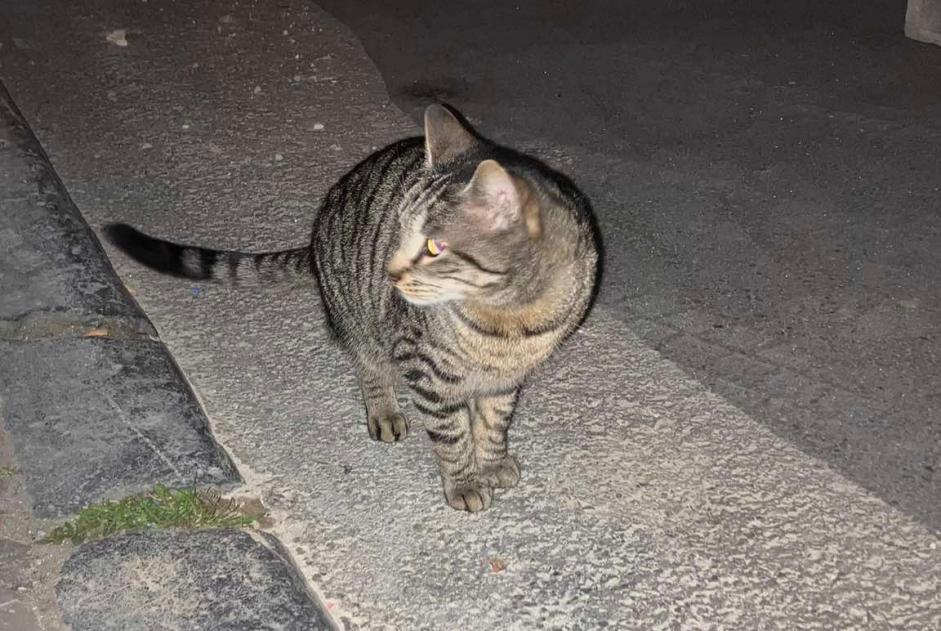 Alerte Découverte Chat Mâle Liège Belgique