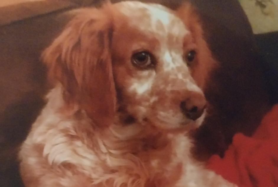 Alerte Disparition Chien  Femelle , 12 ans Montdragon France