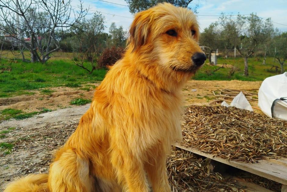 Alerte Disparition Chien Mâle , 1 ans Mata Portugal