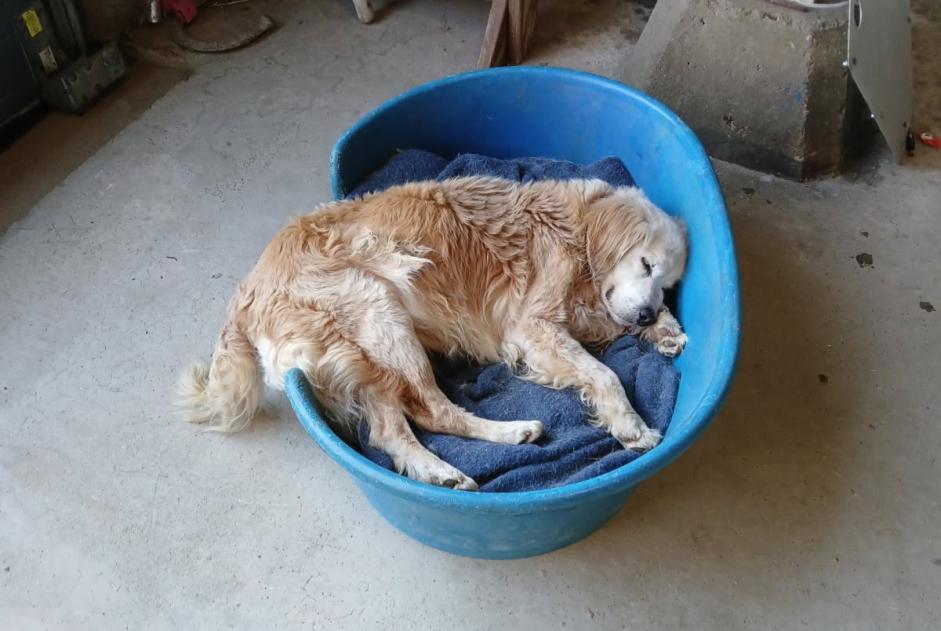 Alerte Disparition Chien croisement Mâle , 16 ans Plouénan France