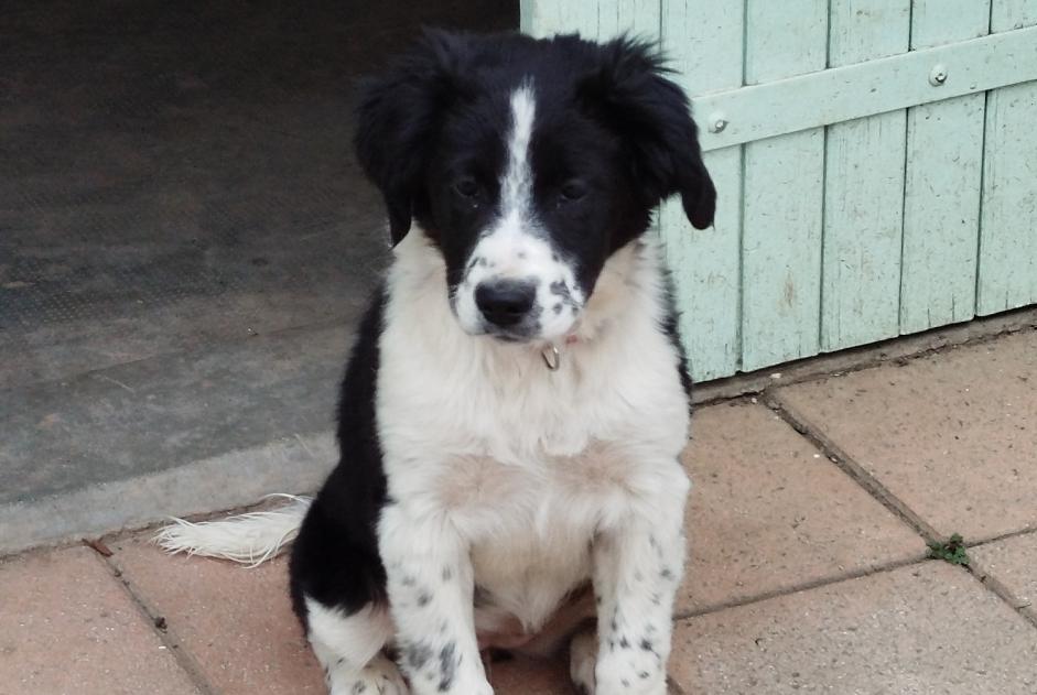 Alerte Découverte Chien croisement Femelle His France