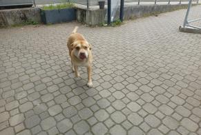 Alerte Découverte Chien Mâle Saint-Michel-sur-Orge France