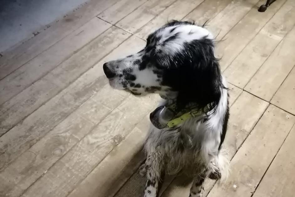 Alerte Découverte Chien  Mâle Ygos-Saint-Saturnin France