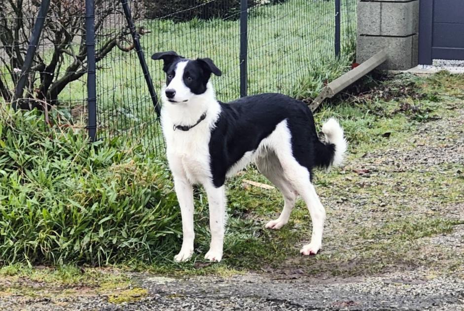 Alerte Découverte Chien croisement Inconnu Colpo France