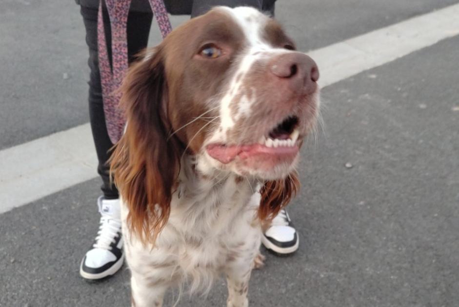 Alerte Découverte Chien  Femelle Moutiers-les-Mauxfaits France