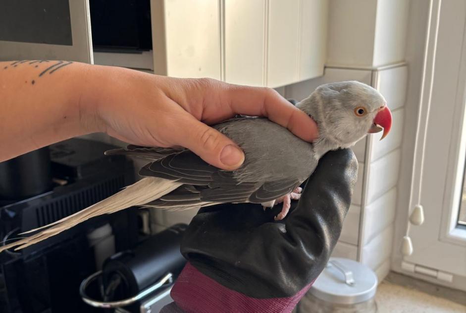 Alerte Découverte Oiseau Inconnu Flémalle Belgique