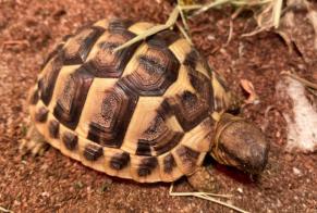 Alerte Disparition Tortue Femelle , 2025 ans Frouzins France