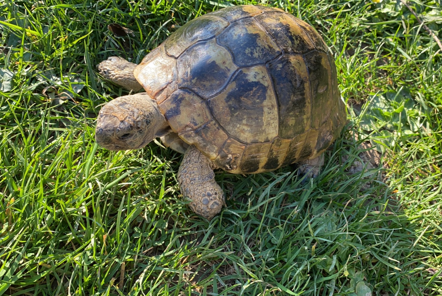 Alerte Disparition Tortue Mâle , 2025 ans Cesson-Sévigné France