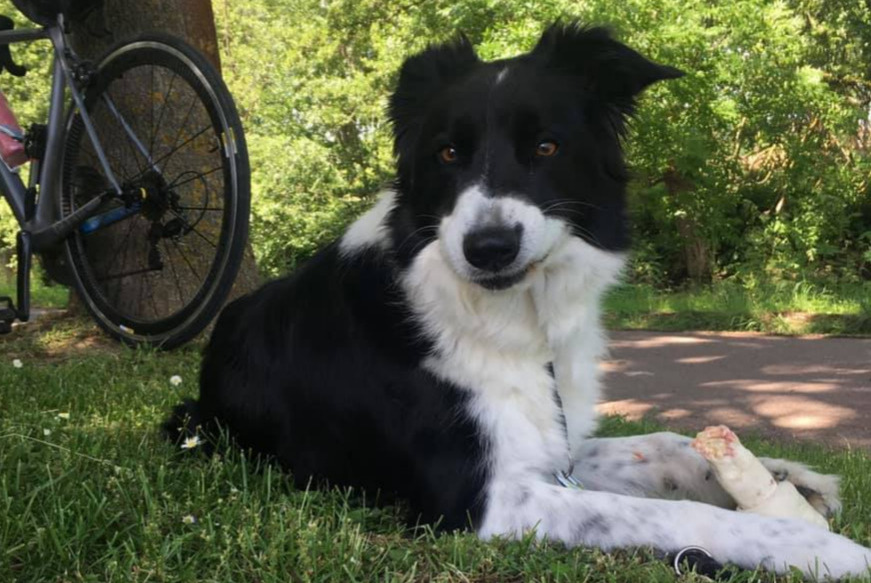 Avviso scomparsa Cane  Maschio , 10 anni Andlau Francia