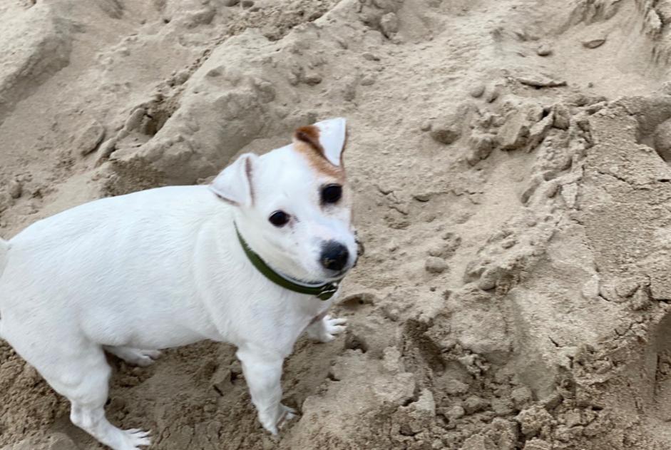 Avviso scomparsa Cane  Femmina , 16 anni San Roque Spagna