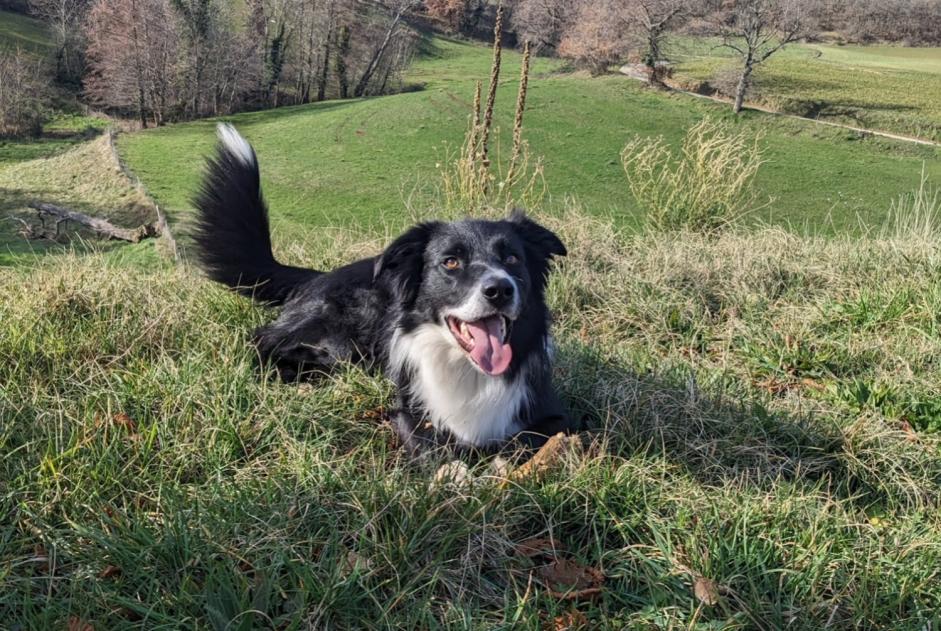 Avviso scomparsa Cane  Maschio , 5 anni Glun Francia