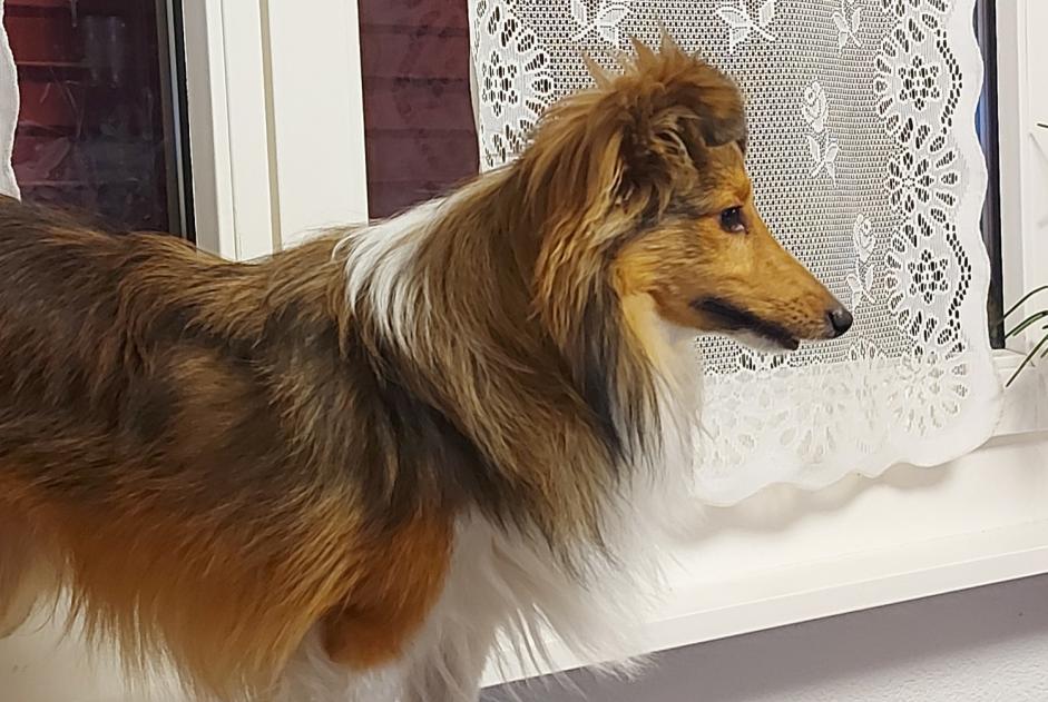 Avviso scomparsa Cane  Maschio , 1 anni Sierre Svizzera