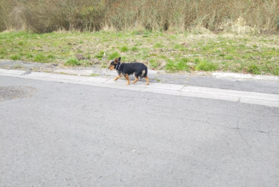 Avviso Ritrovamento Cane Maschio Escautpont Francia