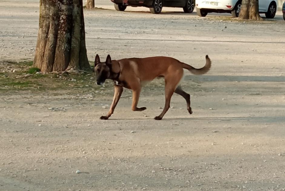 Avviso Ritrovamento Cane  Non conosciuta Romans-sur-Isère Francia