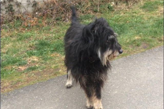 Avviso Ritrovamento Cane incrocio di razze Maschio , 7 anni Saint-Jean-Soleymieux Francia