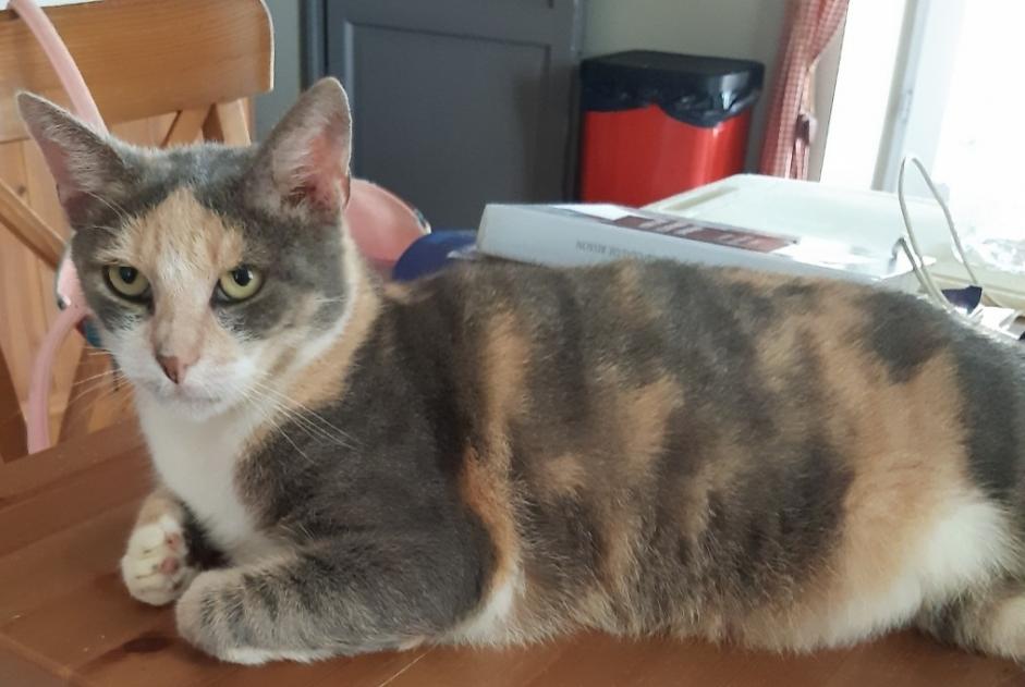 Avviso scomparsa Gatto Femmina , 7 anni Tercis-les-Bains Francia