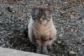 Avviso scomparsa Gatto  Maschio , 5 anni Lanvollon Francia