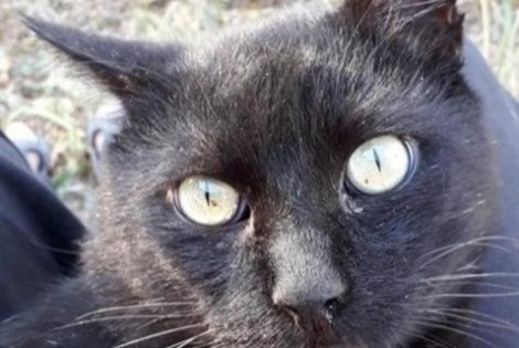 Avviso scomparsa Gatto Maschio , 14 anni La Devise Francia