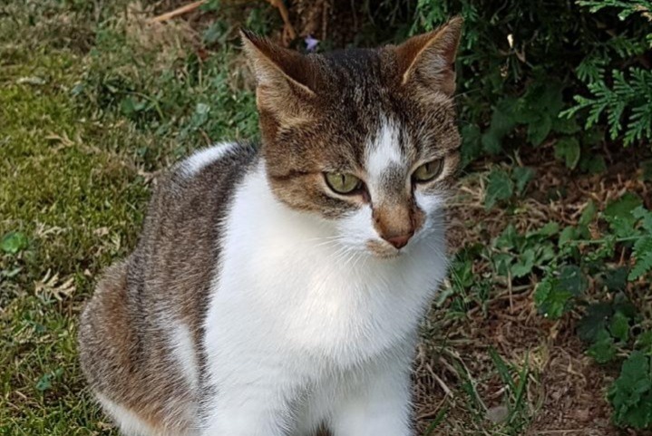 Avviso scomparsa Gatto Femmina , 12 anni Saint-Genis-Laval Francia