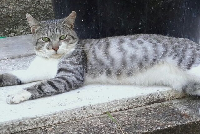 Avviso scomparsa Gatto Maschio , 8 anni Saint-Léonard-de-Noblat Francia