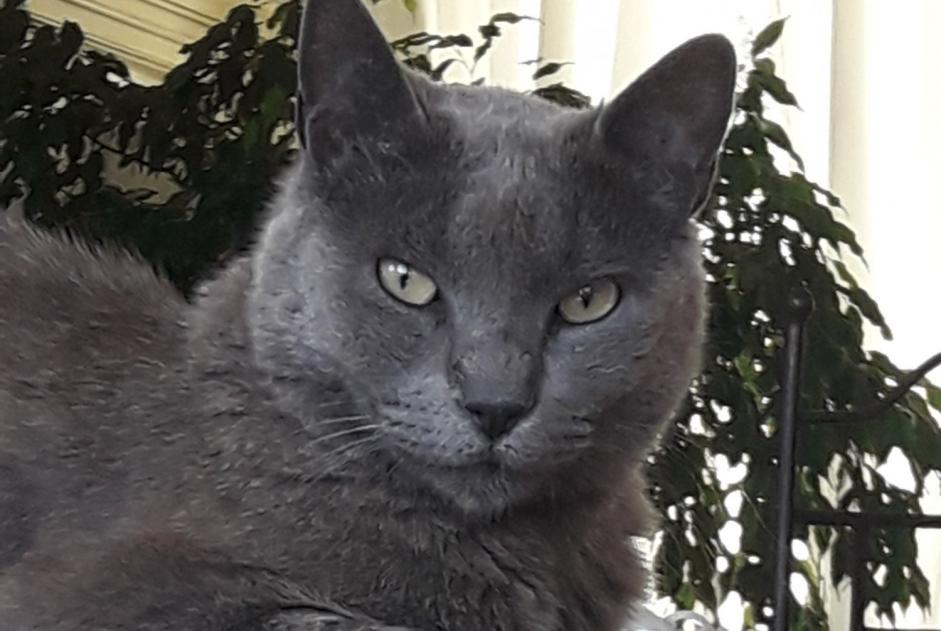 Avviso scomparsa Gatto  Femmina , 11 anni L'Escarène Francia