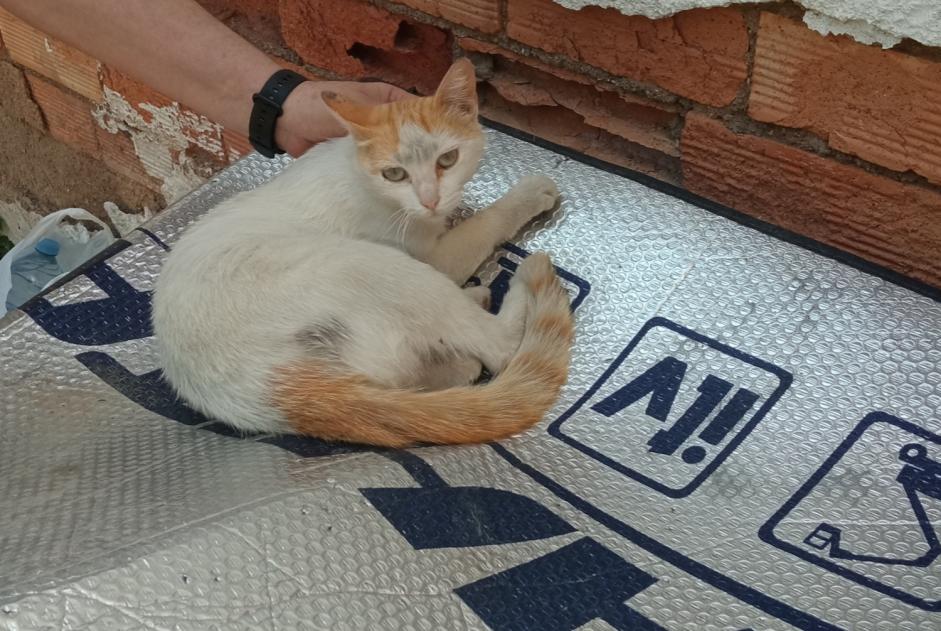 Avviso scomparsa Gatto Femmina , 4 anni Murcia Spagna