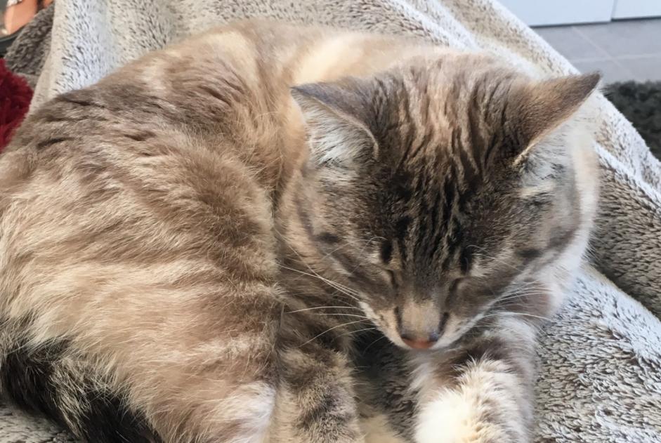 Avviso scomparsa Gatto incrocio di razze Femmina , 9 anni Landudal Francia