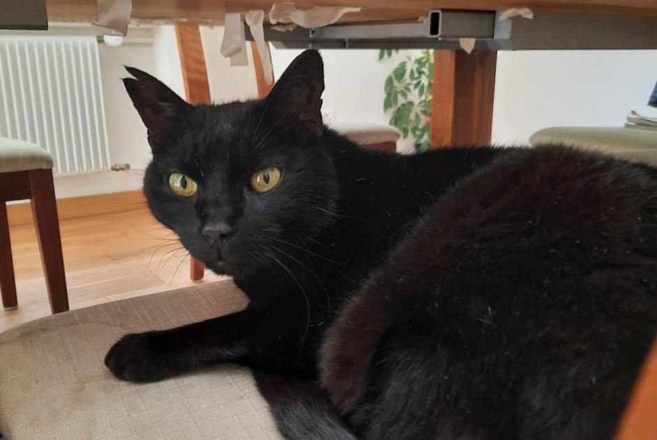 Avviso scomparsa Gatto Maschio , 14 anni Fribourg Svizzera